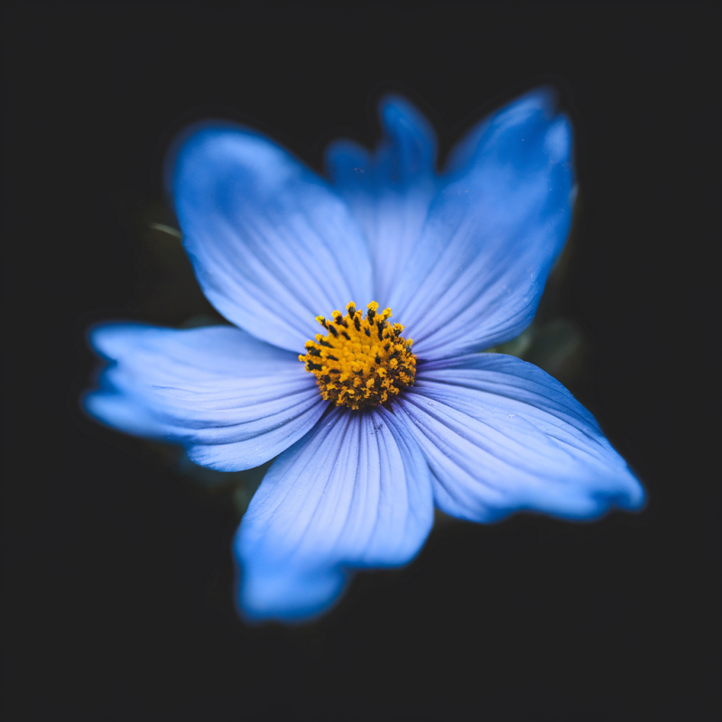 Floral Blue Flower Graphic Tee - Casual Black T-Shirt